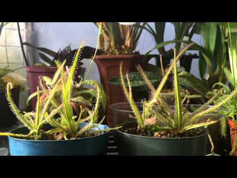 How to grow Carnivorous plants/ Detailed King Sundew Drosera regia Care and Culture