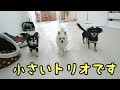 小さい行進 ★24時間対応★犬の保育園　6月1日