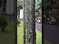 Kayu Hitam Viral