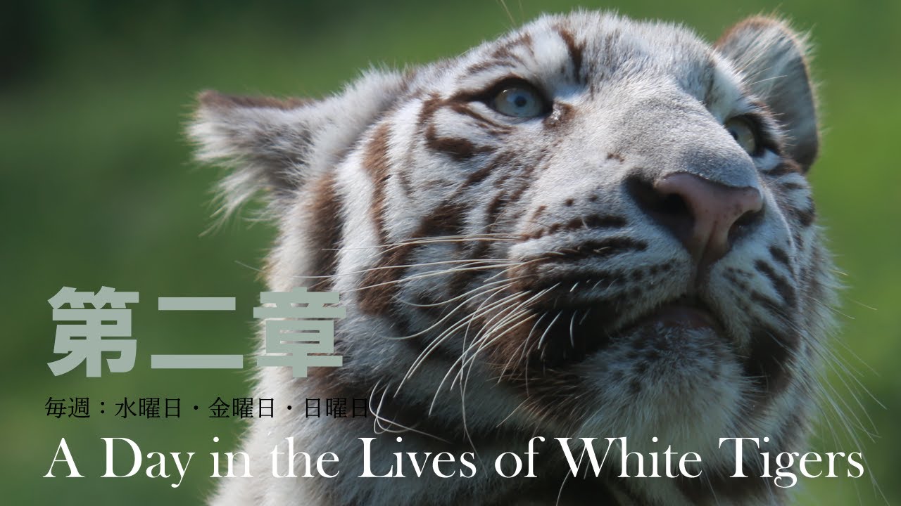 「2月11日おかえりニック」シロップファミリーのライブ配信