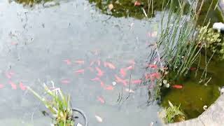 Vijver T Bakkershuis Montfoort