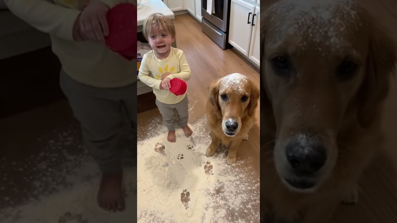 Guilty Dog vs Innocent Toddler: Who's Really to Blame? 😂🐶👶