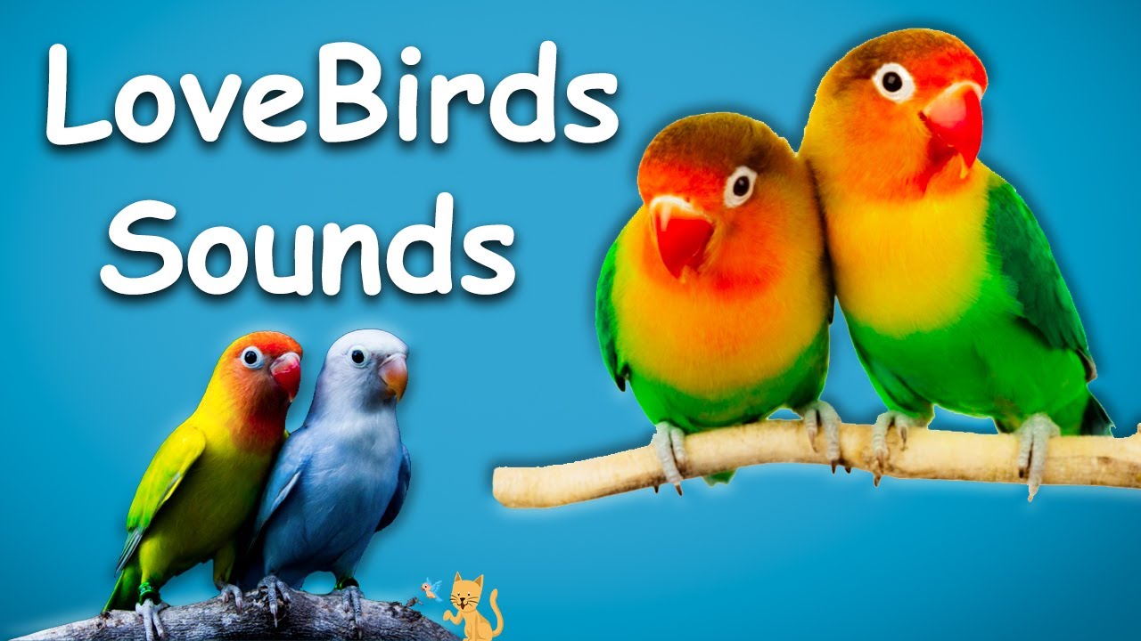 লাভবার্ড পাখির ডাক - LoveBirds Chirping Sounds