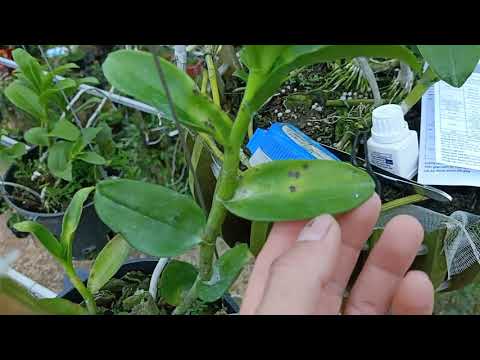Video Xử lý đốm lá trên cây hoa phong lan - youtube