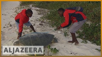 🇰🇪 Kenya sea turtles: Rescuing endangered species | Al Jazeera English