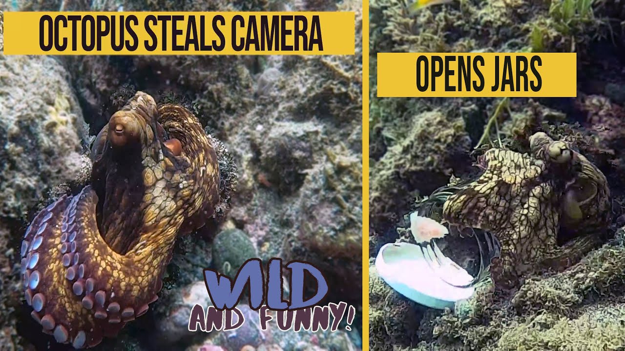 Funny Wild Octopus - Opening jars - Stealing Camera - Caribbean Sea - Sailing Adventures