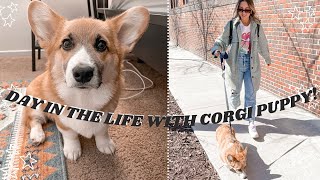 DOG VLOG: day in the life with puppy! | corgi bath time, dog park, and shopping at PetSmart!