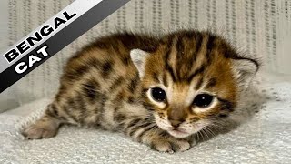 Bengal Cats: The Most Popular Cat Breed on YouTube by Nature's Creatures 1,165 views 6 months ago 3 minutes, 19 seconds