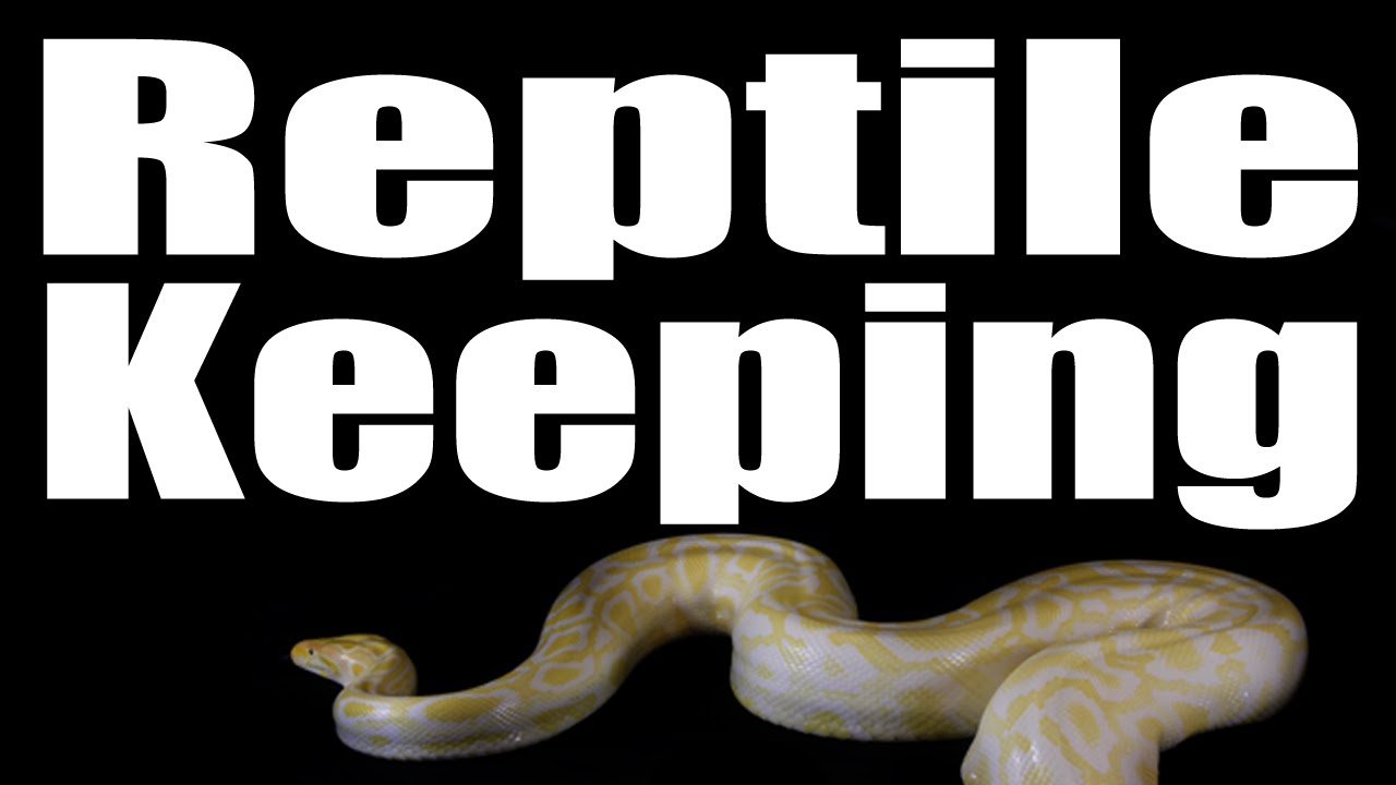 reptile keeping