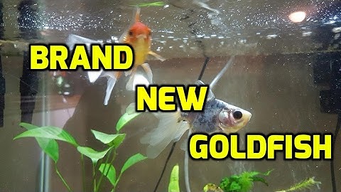 BRAND NEW GOLDFISH  |  INTRODUCTION