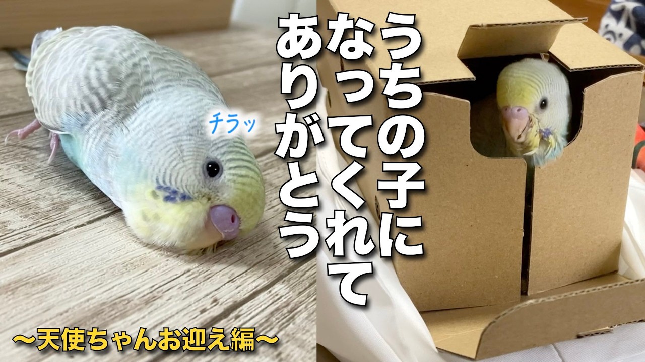【番外編・前編】うちの子になってくれてありがとう！〜セキセイインコの天使ちゃんお迎え編まとめ〜【430】