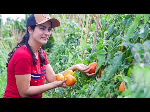 Vídeo: Como plantar mudas de tomate: canteiros da avó