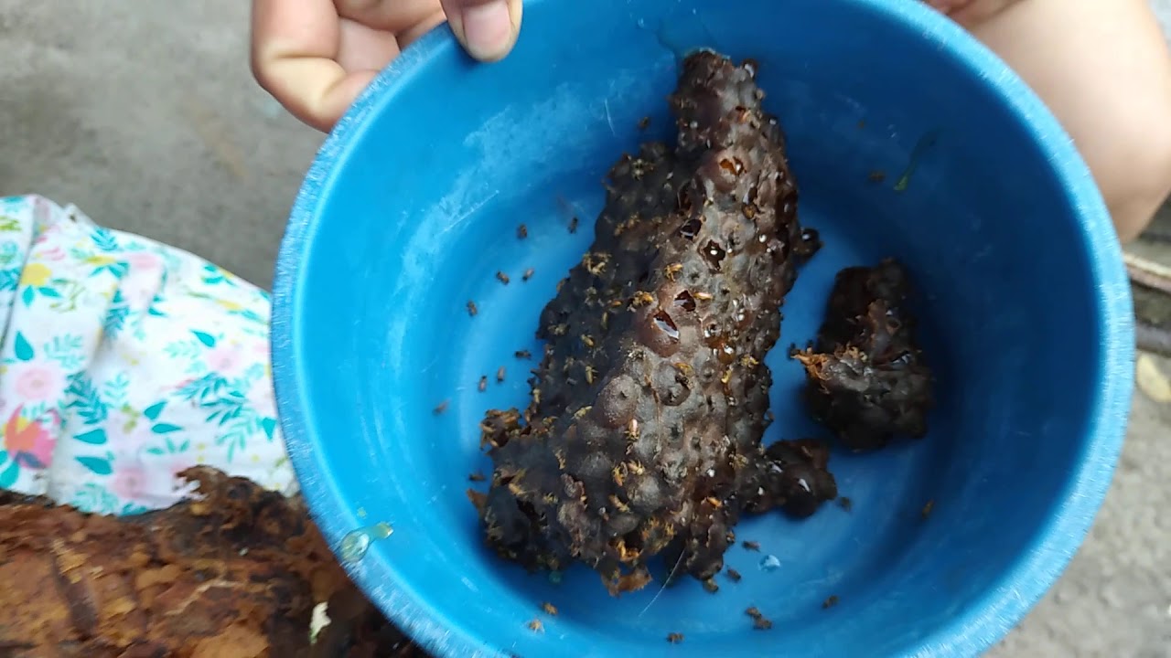 Sacando miel de chumelo YouTube
