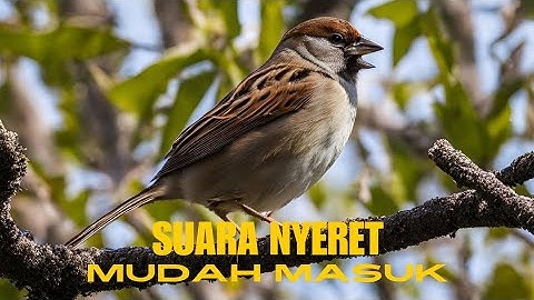 Masteran Burung Gereja Tarung nyeret Panjang Jernih dan 100% Ampuh !!!