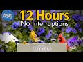 🐾12 Hours of Chirping Birds 🐦 Spring Flowers 🌼 Uninterrupted Cat TV 😻 Bird Noise Background