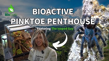 Building a Tropical Arboreal Bioactive Terrarium for a Pinktoe Tarantula Avicularia avicularia