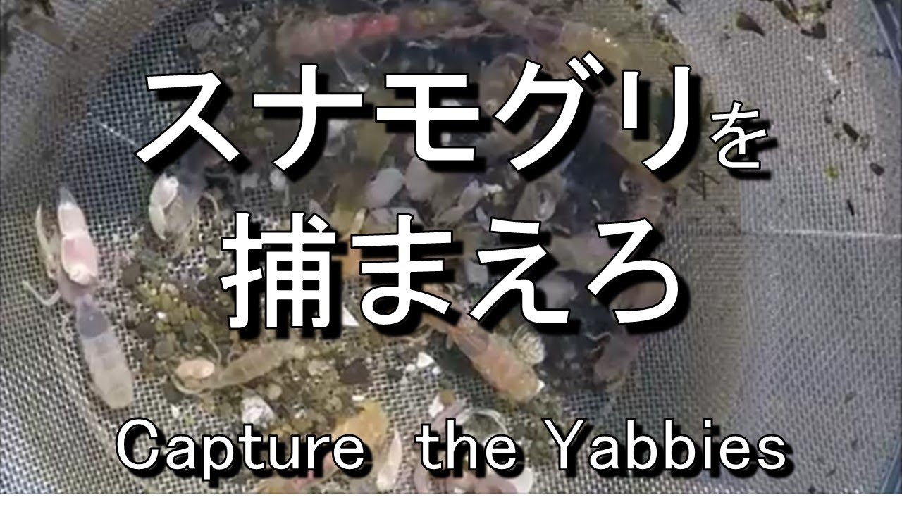 自作ヤビーポンプで、スナモグリを獲る　Captue the yabbies