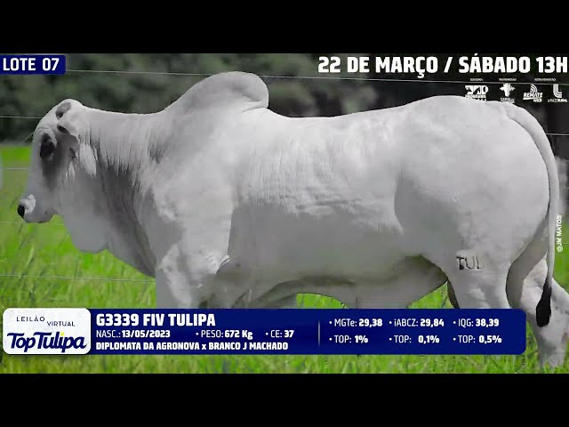 LOTE 07   TUL 3339