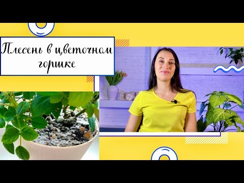 🪴ПЛЕСЕНЬ И БЕЛЫЙ НАЛЕТ В ЦВЕТОЧНОМ ГОРШКЕ/ПРИЧИНЫ/КАК  ИЗБАВИТЬСЯ✅