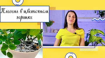 🪴ПЛЕСЕНЬ И БЕЛЫЙ НАЛЕТ В ЦВЕТОЧНОМ ГОРШКЕ/ПРИЧИНЫ/КАК  ИЗБАВИТЬСЯ✅