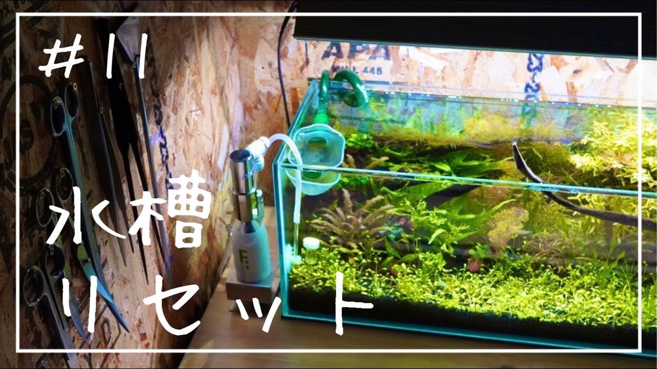 11【アクアリウム】60cmスリム水槽リセットしました/charm/おまかせ 
