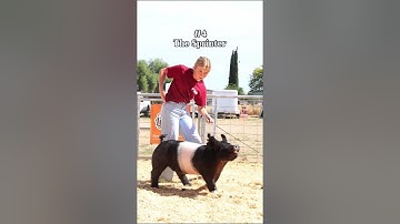 Hog showmanship tips to help you with your showpig! #showpig #stockshowkid #livestockshow