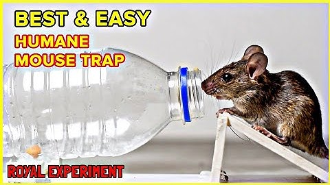 Easy mouse Trap | DIY Mouse Trap | Rat Trap mouse Homemade | How to Make Mouse Trap