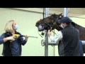 Halton equine veterinary services  educational minute  equine dentistry