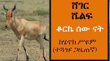 ሸገር ሼልፍ - ቆርኬ ሰው ናት - ከሄኖክ ሥዩም (ተጓዡ ጋዜጠኛ) Sheger Shelf On Sheger FM