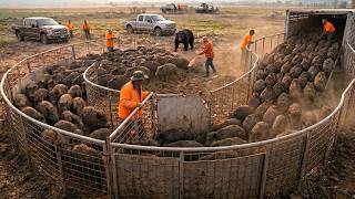 Texas Farmers’ Brilliant Trapping Methods – How They Protect Farms from Wild Boars
