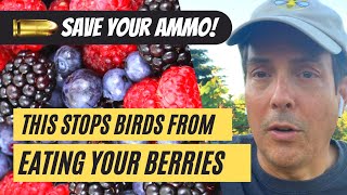 How to Stop Birds from Eating Your Berries Today Net Worth