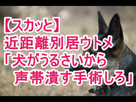 犬 声帯手術