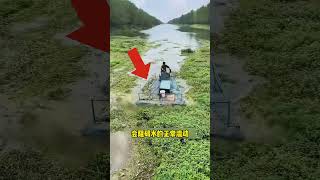 清除沼泽里的杂草