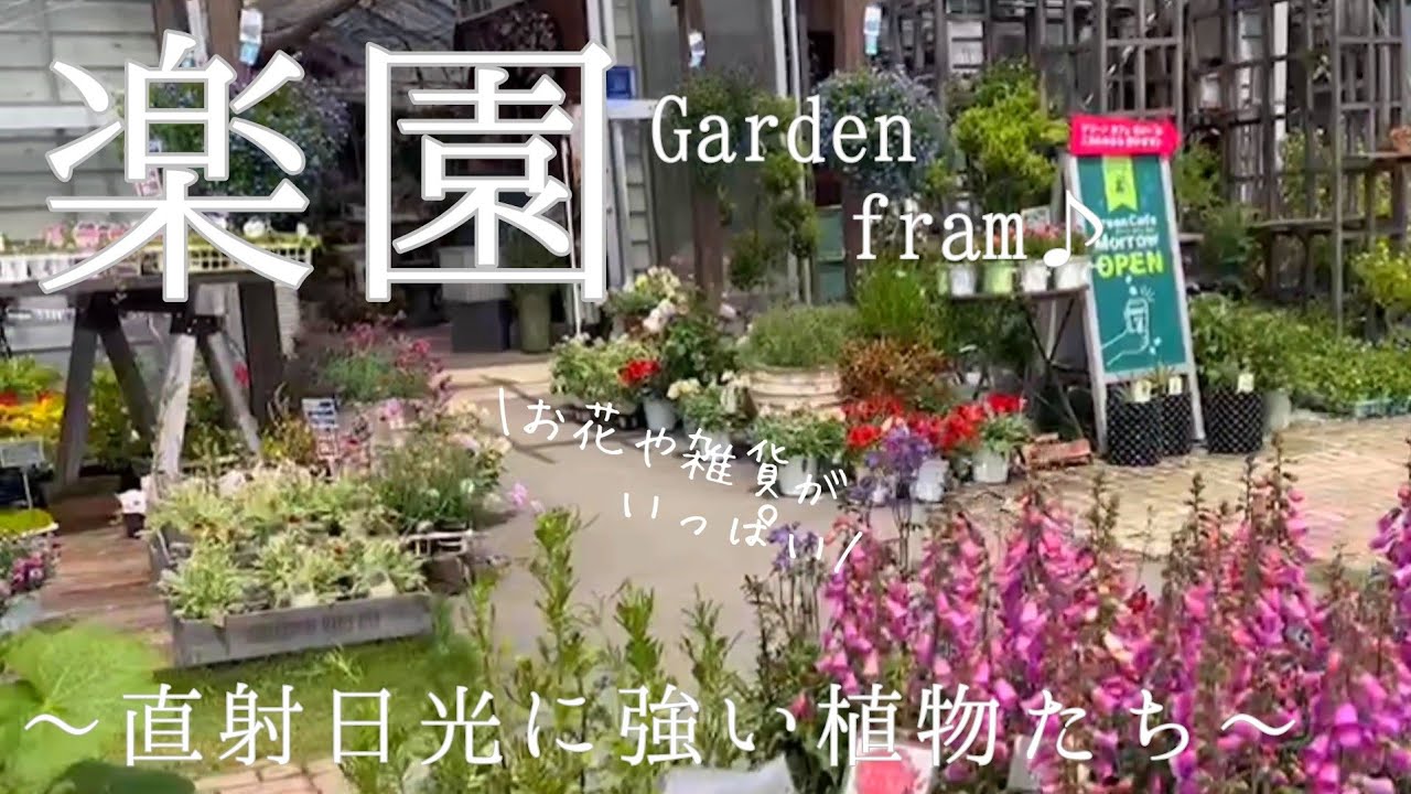ガーデンショップ お花と雑貨がいっぱい 直射日光に強い植物4品購入 西日が当たるお庭に植えてみた Youtube