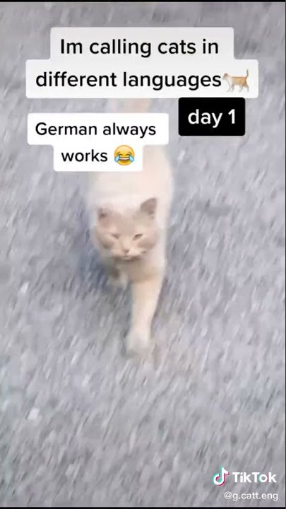 STARDENBURDENHARDENBART day 1 Cat Calling in different languages (German always works)