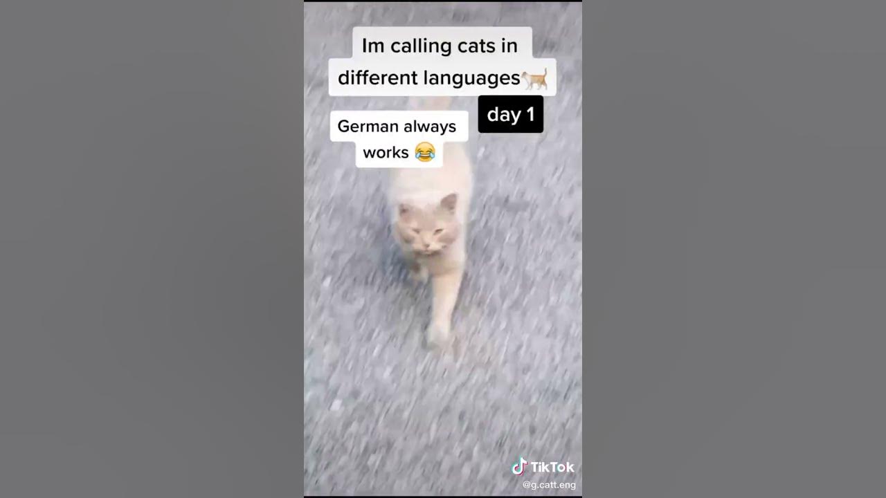 STARDENBURDENHARDENBART day 1 Cat Calling in different languages