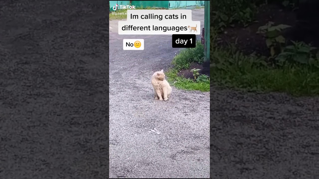 Stardenburdenhardenbart Day 1 Cat Calling In Different Languages (German Always Works) - Youtube