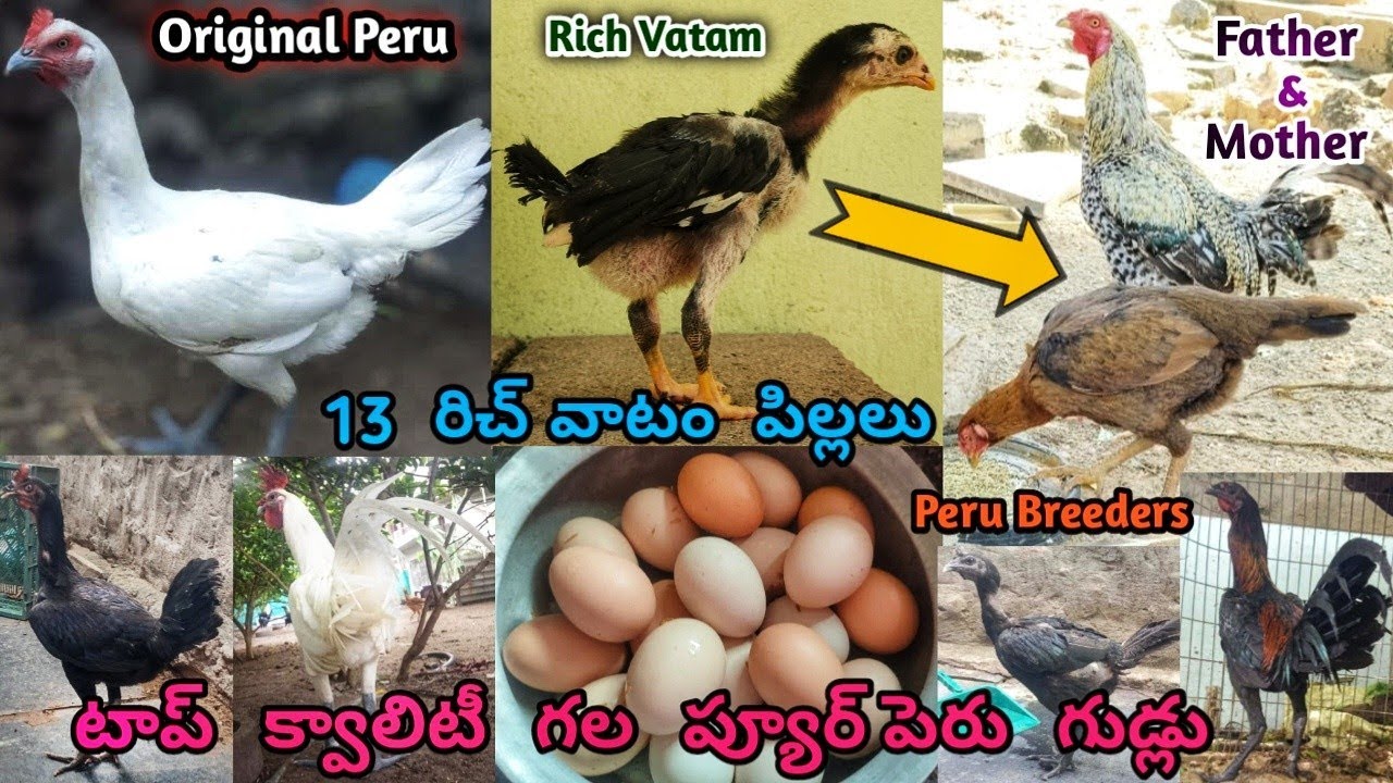Original Peru 10 Eggs||రిచ్ వాటం గల 13 పిల్లలు అమ్మబడును||Bhimavaram Line||6300937383||#richvatam..!