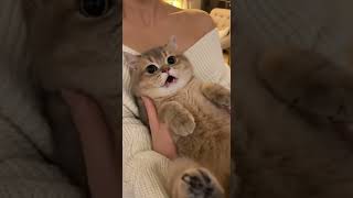 Pov The Cat Perfectly Meows On Beat