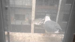 Killer Seagull Devours Pigeon