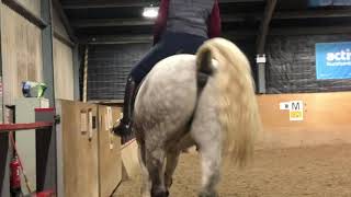 Flatwork Training 2 - November