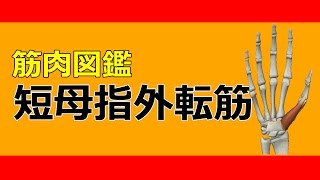 【筋肉動画図鑑】短母指外転筋 - 筋肉研究所
