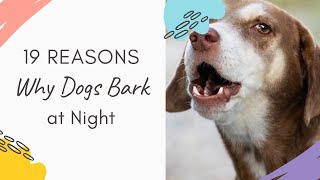 Why Do Dogs Bark At Night: 19 Reasons Why Dogs Barks at Night Explained