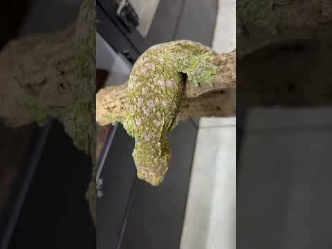 Hi Color GTX Pairing Male Is Draco Line And Female Is My Own Hi Color Gtx From Razz Hamper Line