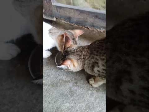 Romeow and juliet drinking milk 😸❤ #cat #cutecat #cats #kitten