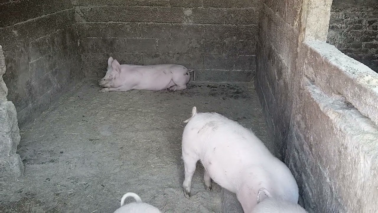 Cene prasadi u klanicama mart 2026