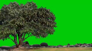 Green screen big tree [ green screen animasi pohon bergerak