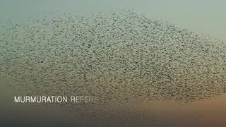 Mesmerising Murmuration