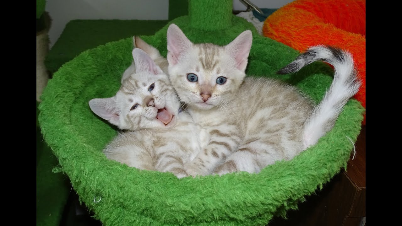 RAYEN'S 16 WEEK OLD AND ISI'S 6 WEEK OLD BENGAL KITTENS AT PLAY! - YouTube