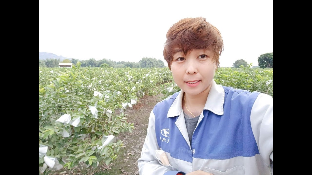 Как лечить гнилые корни гуавы?